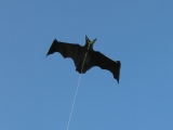 Flapping_Bat_004