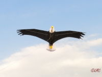 Giant Bald Eagle