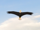 Giant Bald Eagle